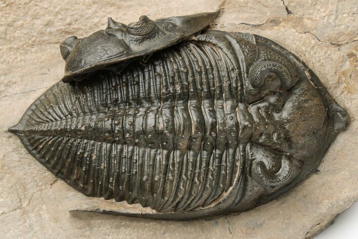 Spiny Zlichovaspis Trilobite - Excellent Preparation #222270